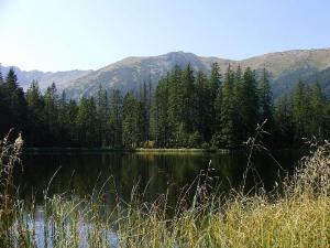 Tatry staw