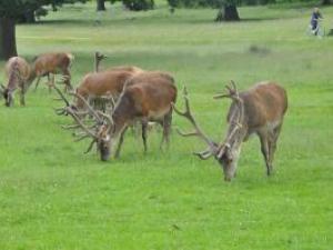 Bushy Park