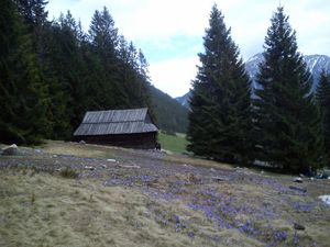 Krokusy i Grześ, zdjęcie 1 z 3
