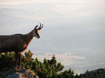 Tatry