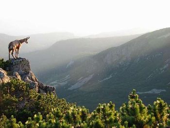 Tatry