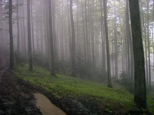 Leskowiec, zdjęcie 2 z 3