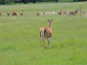 Bushy Park, zdjęcie 1 z 3