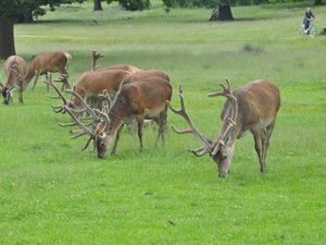 Bushy Park, zdjęcie 3 z 3